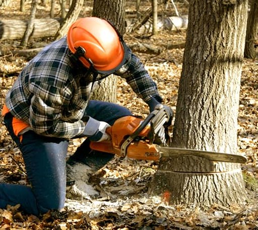Tree Removal in Kremlin, OK